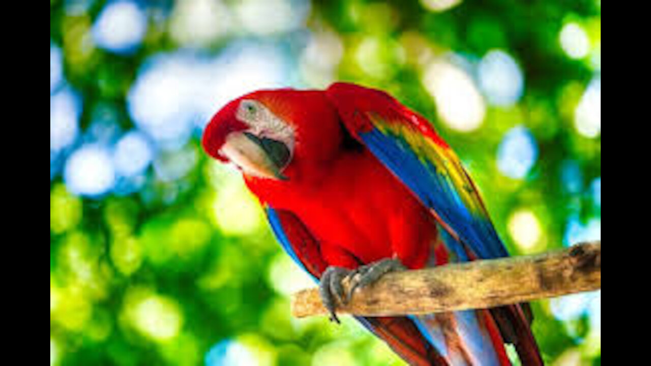 Funny parrot talking to the mirror