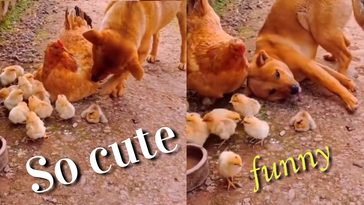 So cute funny video