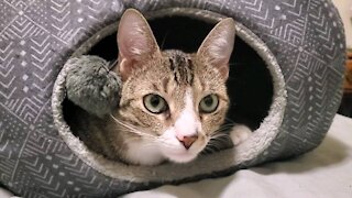 Ares in the cat cave