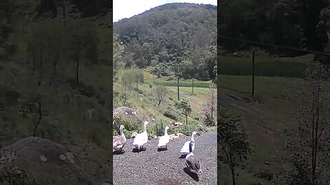 Geese prepare for morning swim in the creek