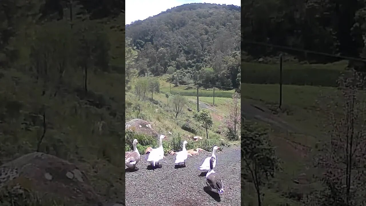 Geese prepare for morning swim in the creek