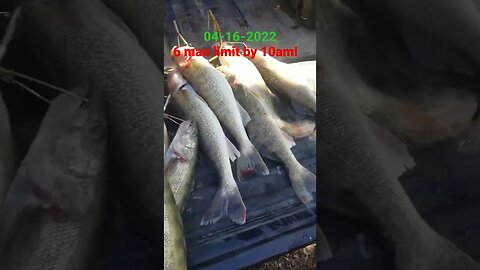 04-16-2022 🔥6 man walleye limit on the maumee river! It's on fire!!!!