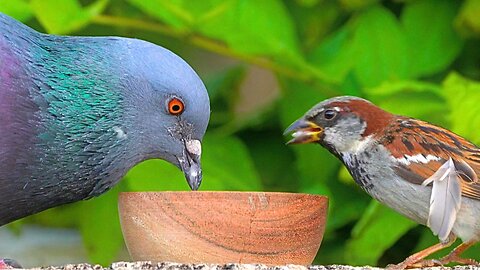 Pigeon's Heart Grew Three Sizes as he Shared with the Sparrows