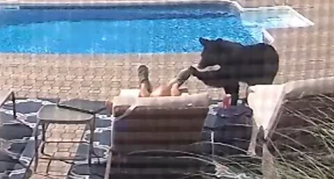 HOME SECURITY CATCHES BEAR NEAR POOL & OWNER