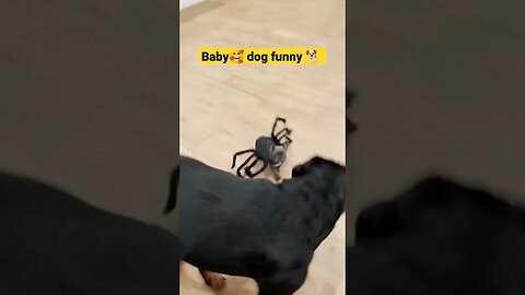 Baby Dog 🐶 funny 🥰🤑#shorts #youtubeshorts #trending