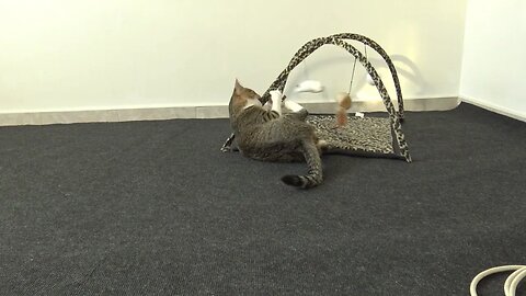 Cat Loves Playing with His New Toy