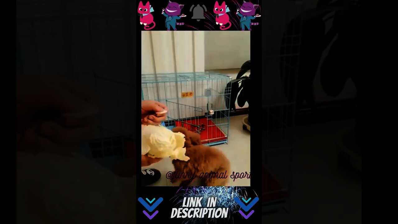 Funniest Cats {{}} - Don't try to hold back Laughter {} - Funny Cats Life #Short