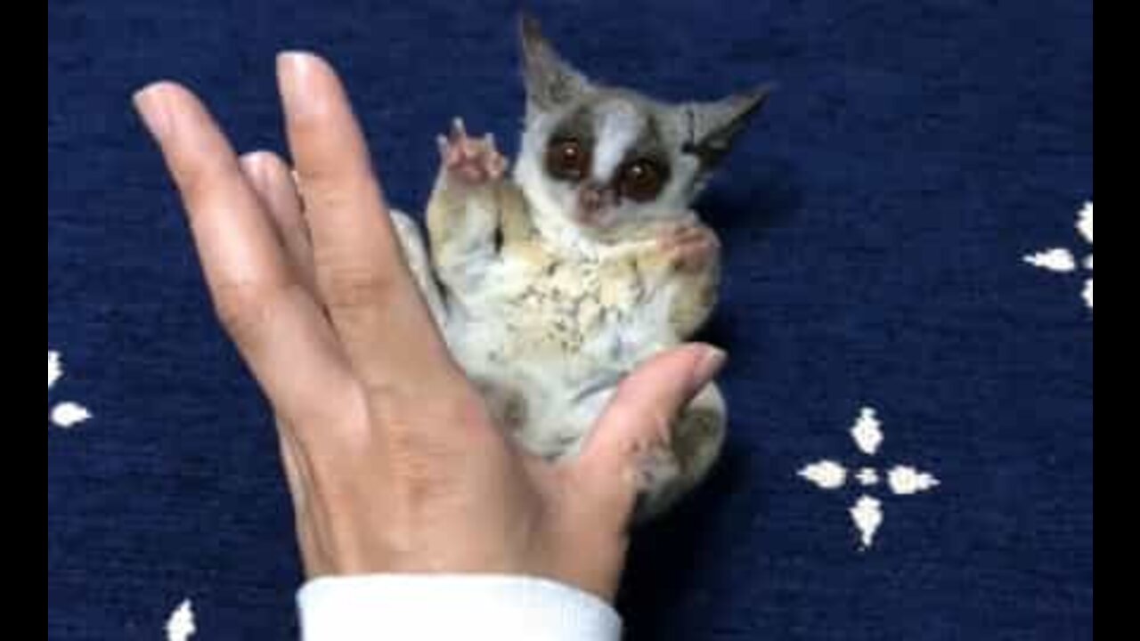 En legesyg galago baby vil vinde dit hjerte