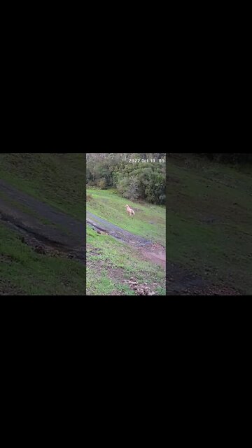 The secret lives of horses