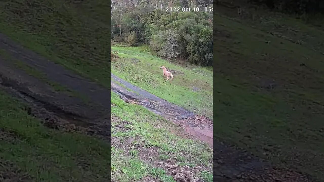 The secret lives of horses