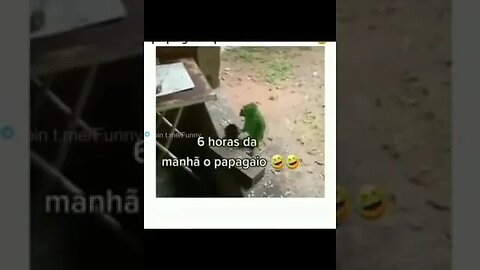 Funny Parrots