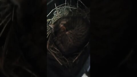 Skippy frightened me