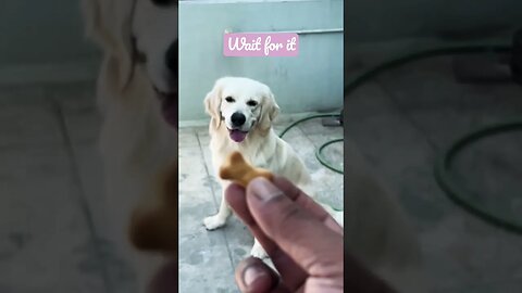 That Catch 😍 #goldenretriever #shorts #shortsvideo