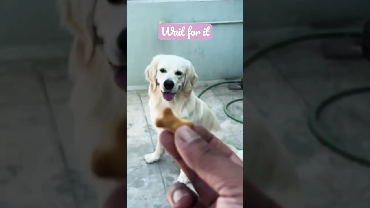 That Catch 😍 #goldenretriever #shorts #shortsvideo