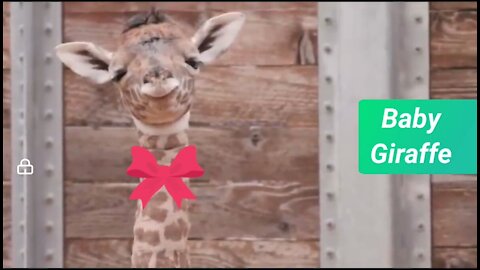 Baby Giraffe Cute Video Part 1