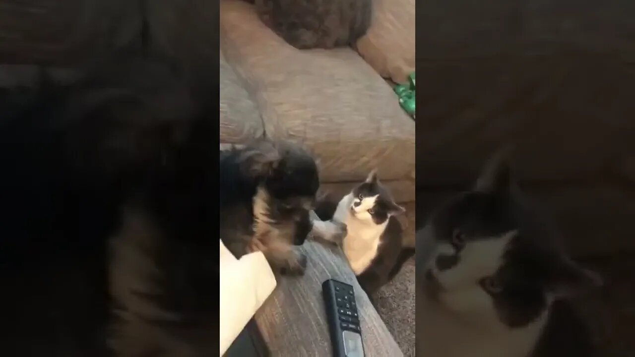 Шарик, ты чё так спокойно лежишь? Аж бесишь! #Nashvi #cat #dog