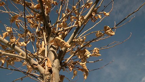 Denver Digs Trees is transforming the city's landscape after more than 51,000 trees planted