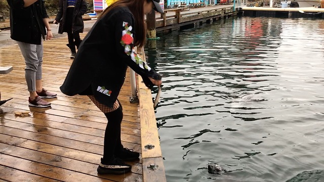 Harbour seals terrify woman tourist