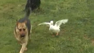 Dog and duck friends exhibit aggressive playtime