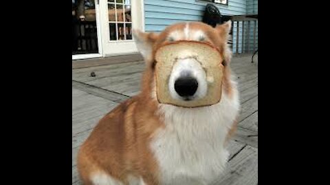 Funny animals videos