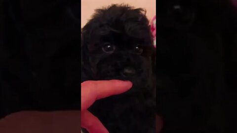 Funniest Cat and Dog Videos Compilation