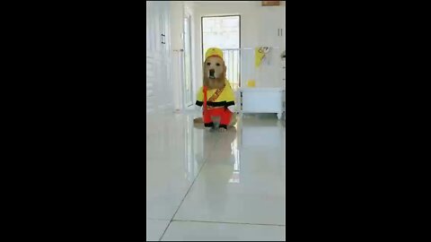 Love pet one person to play