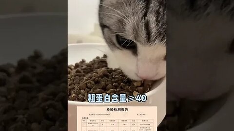 New how to eat cat food