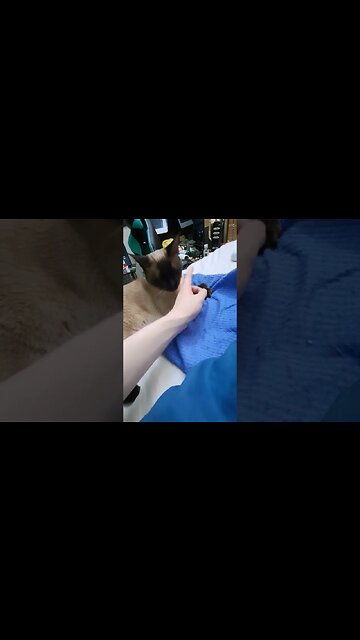 serenading my baby #kitty #viral #cat #shortvideo #disabledyoutuber