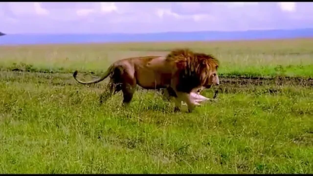 Animal like us care and learn