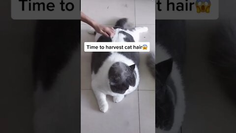 Time to Harvest Cat Hair - Cutest Cat of Tiktok #shorts