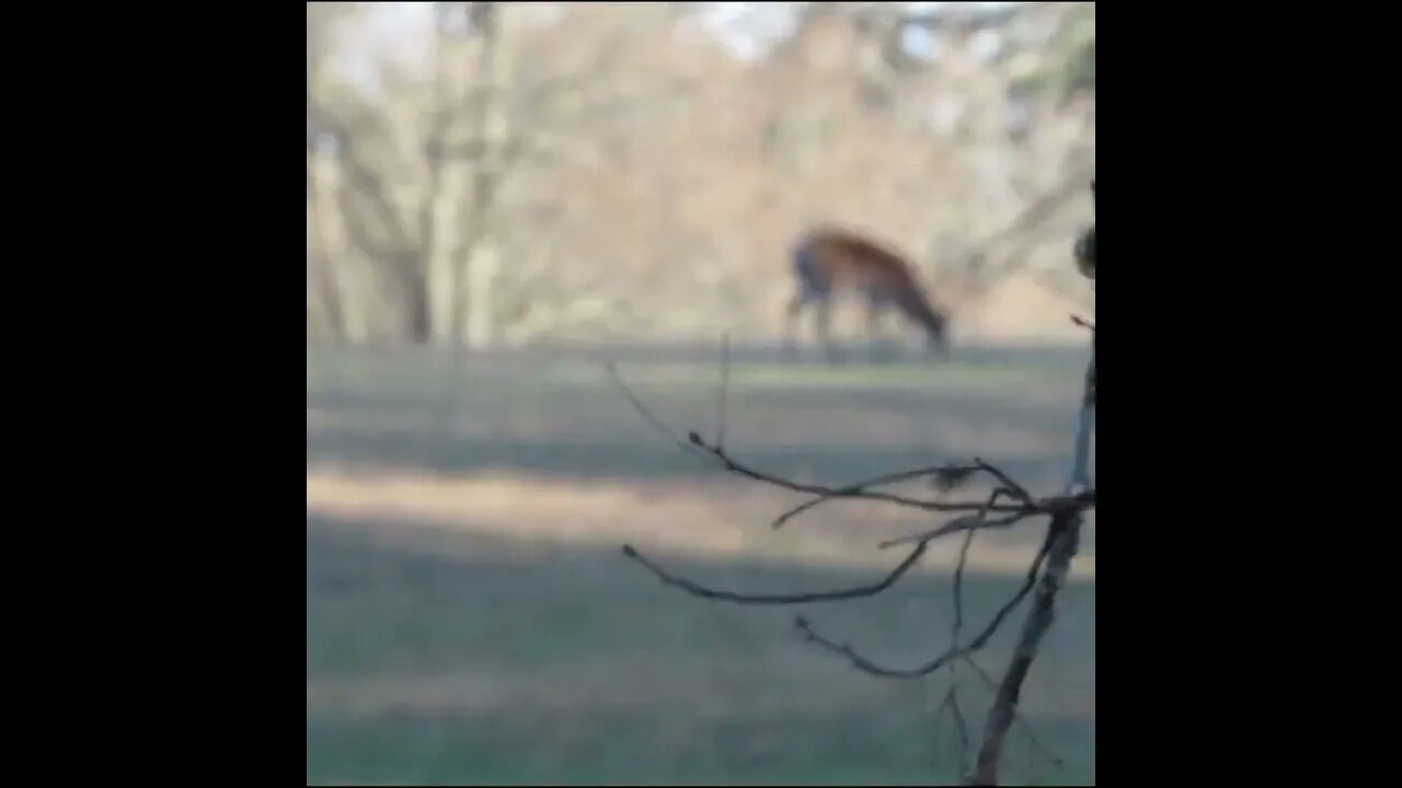Deer on a Georgia Battlefield