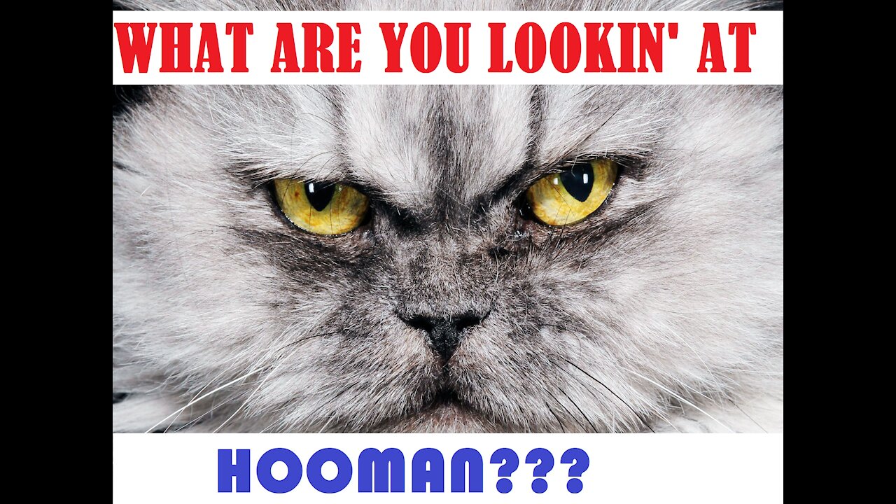 CATS TALKING LIKE THEIR HOOMANS