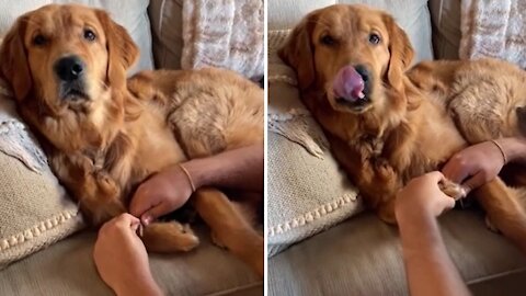 Pampered Golden Retriever enjoys a relaxing pedicure