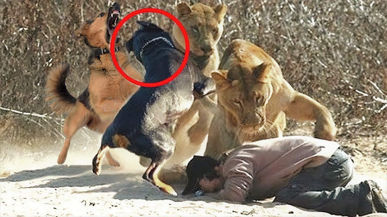 🐕 Most Loyal Dogs – TOP 20 Most Loyal Dog Breeds In The World!