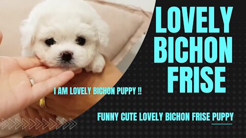 VERY CUTE LOVELY BICHON FRISE PUPPY