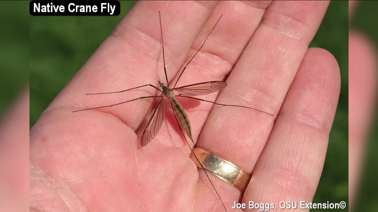 Those aren't mosquitoes, they're crane flies