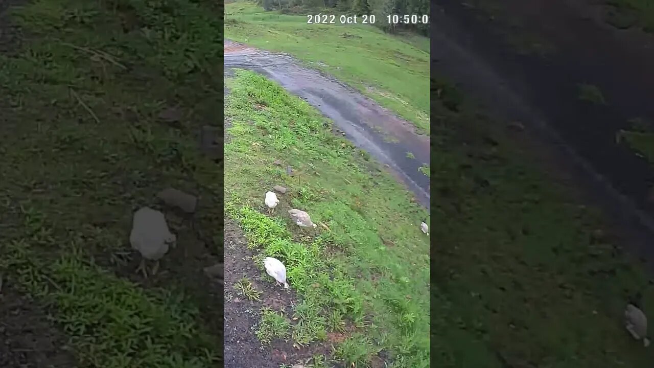 The secret lives of guinea fowl