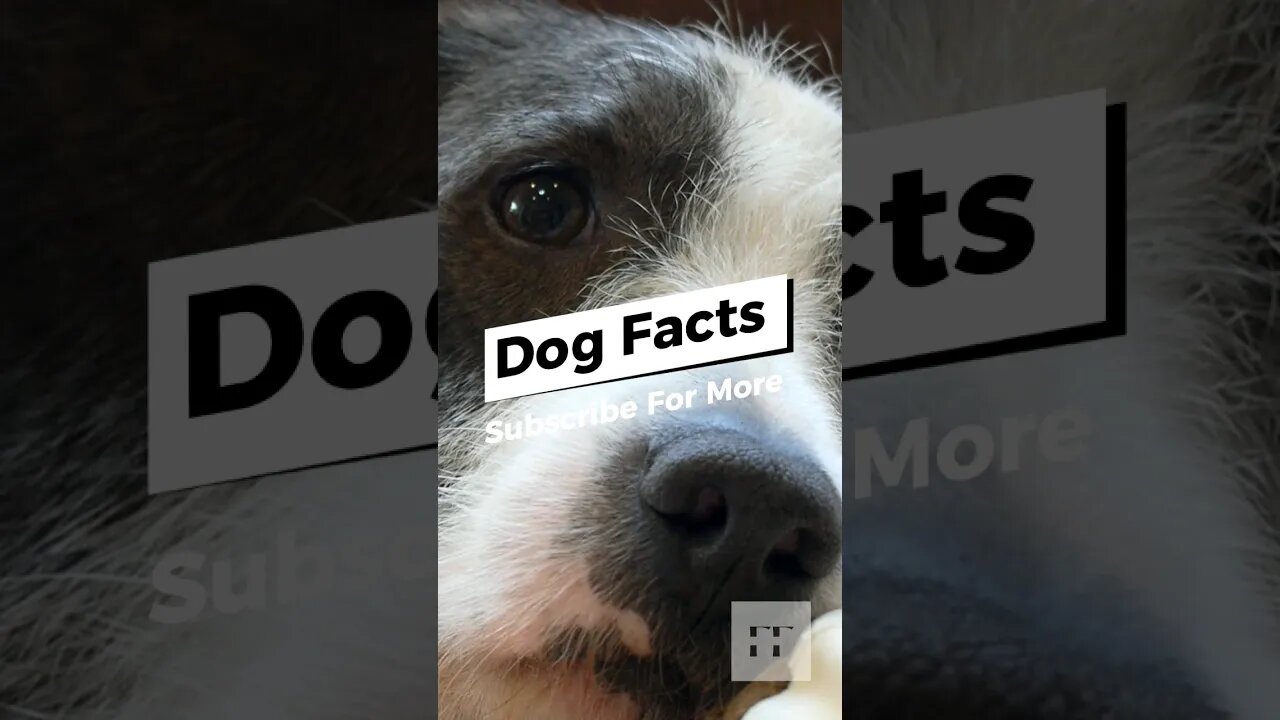 Dog Facts - I Bet You Don't Know 🐶😜😉 #dogs #doglovers #dogfacts #dogsofinstagram #dogshorts #shorts