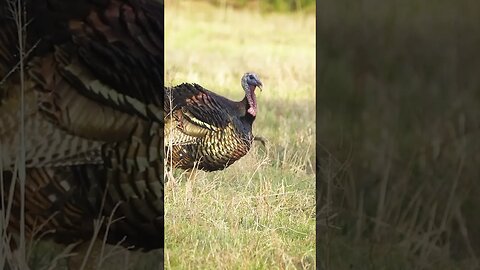 Archery TURKEY tip #turkey #deerhunting #hunting #archery #shorts