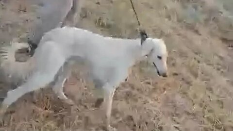 السلوقي العربي الأصيل قوة وسرعة وأناقة😍 Arabian Rabbit🐇 | with High Speed And Quick Turning Skills