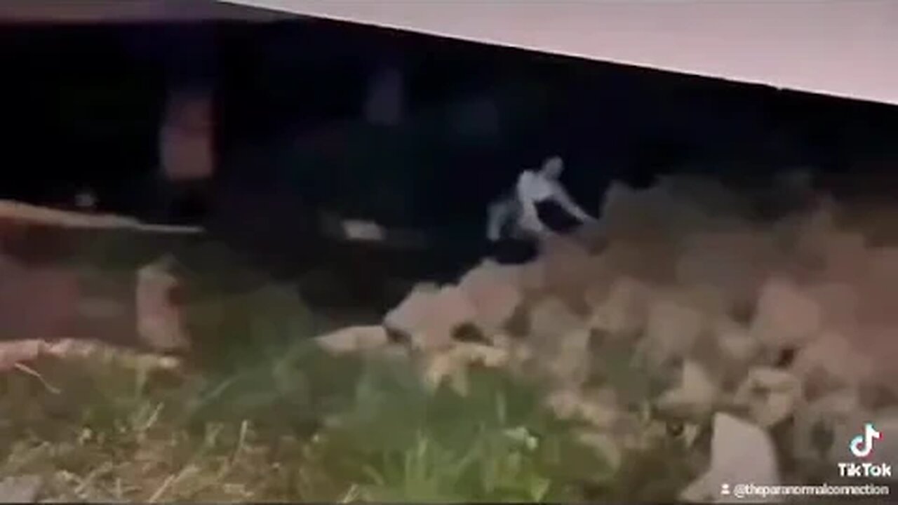 What is that creature?