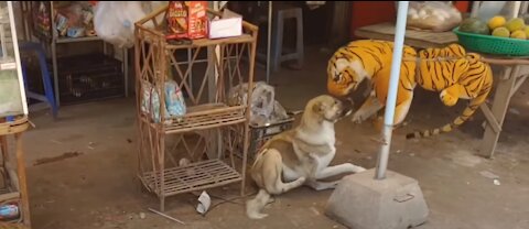 FAKE TIGER SCARES DOGS ON THE STREET