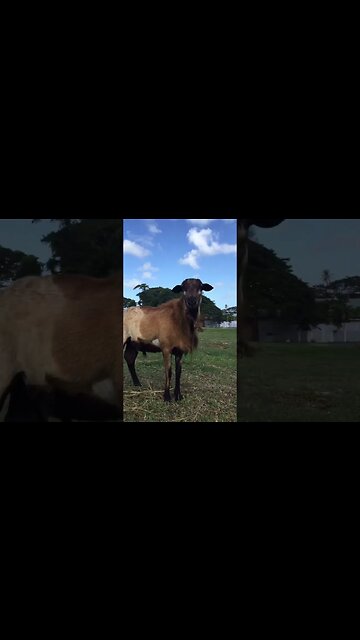 LAMBO IS CHEERFUL IS DOES NOT WANT ANY SMOKE #shorts