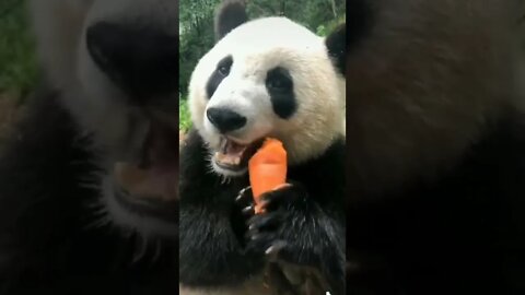 Panda eats carrots / asmr