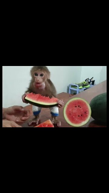 Funny Monkey Loves Watermelon