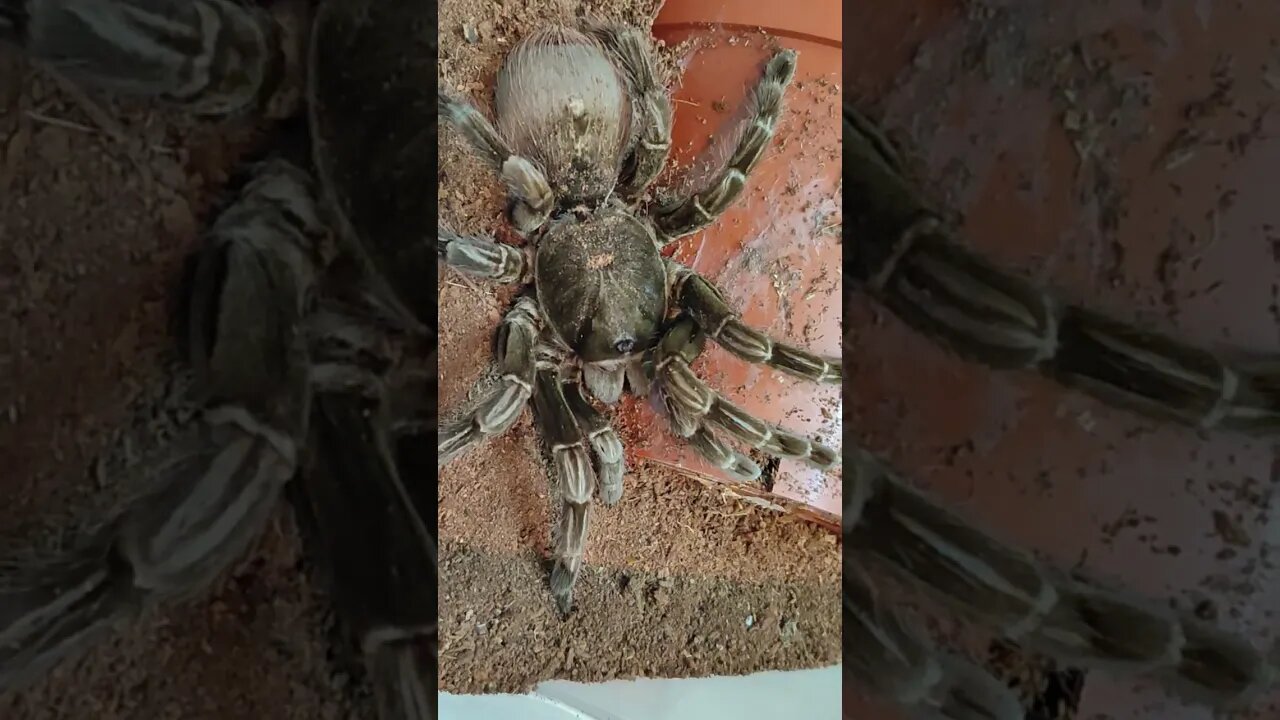 Amazing tarantula show off compilation