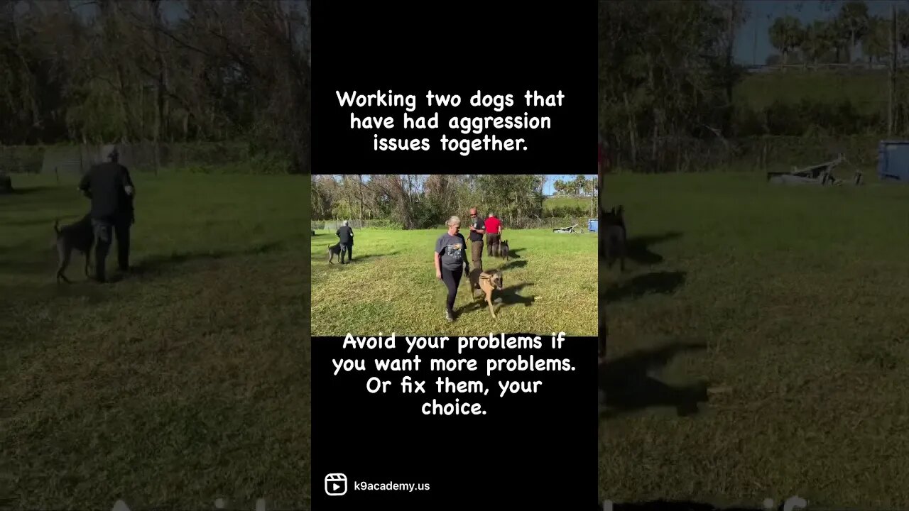 Fixing aggression problems #dogtraining #dogaggression #positivity