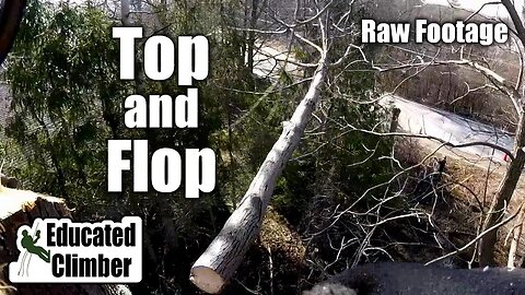 Top and Flop - Removing a tall, skinny, dead Ash | Arborist Climbing, Rigging, Cutting