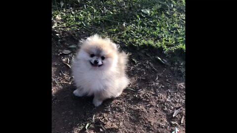 lulu da pomerania sorrindo