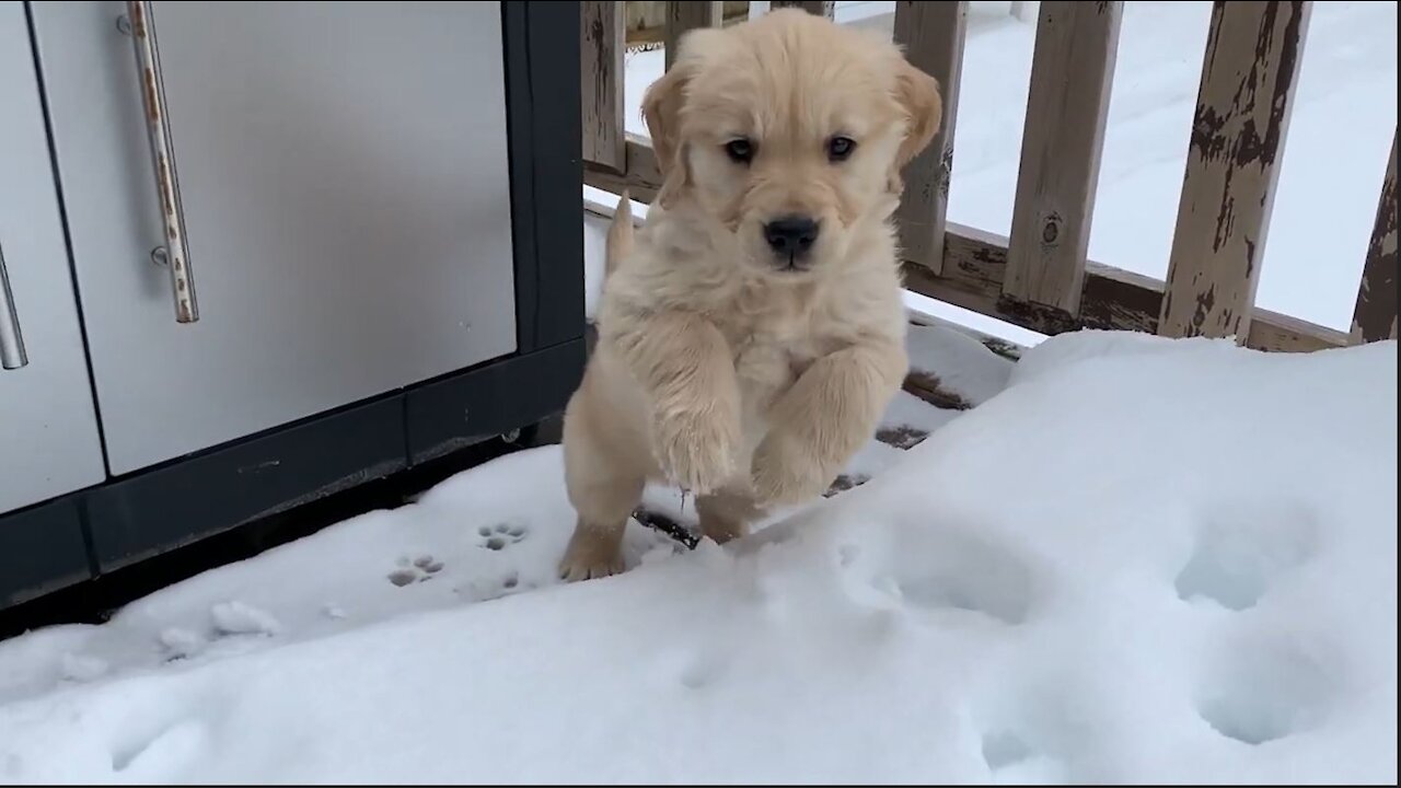 ADORABLE GOLDEN RETRIEVER PUPPY